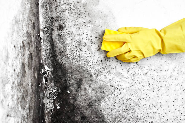 Best Commercial Mold Remediation in Ephrata, PA